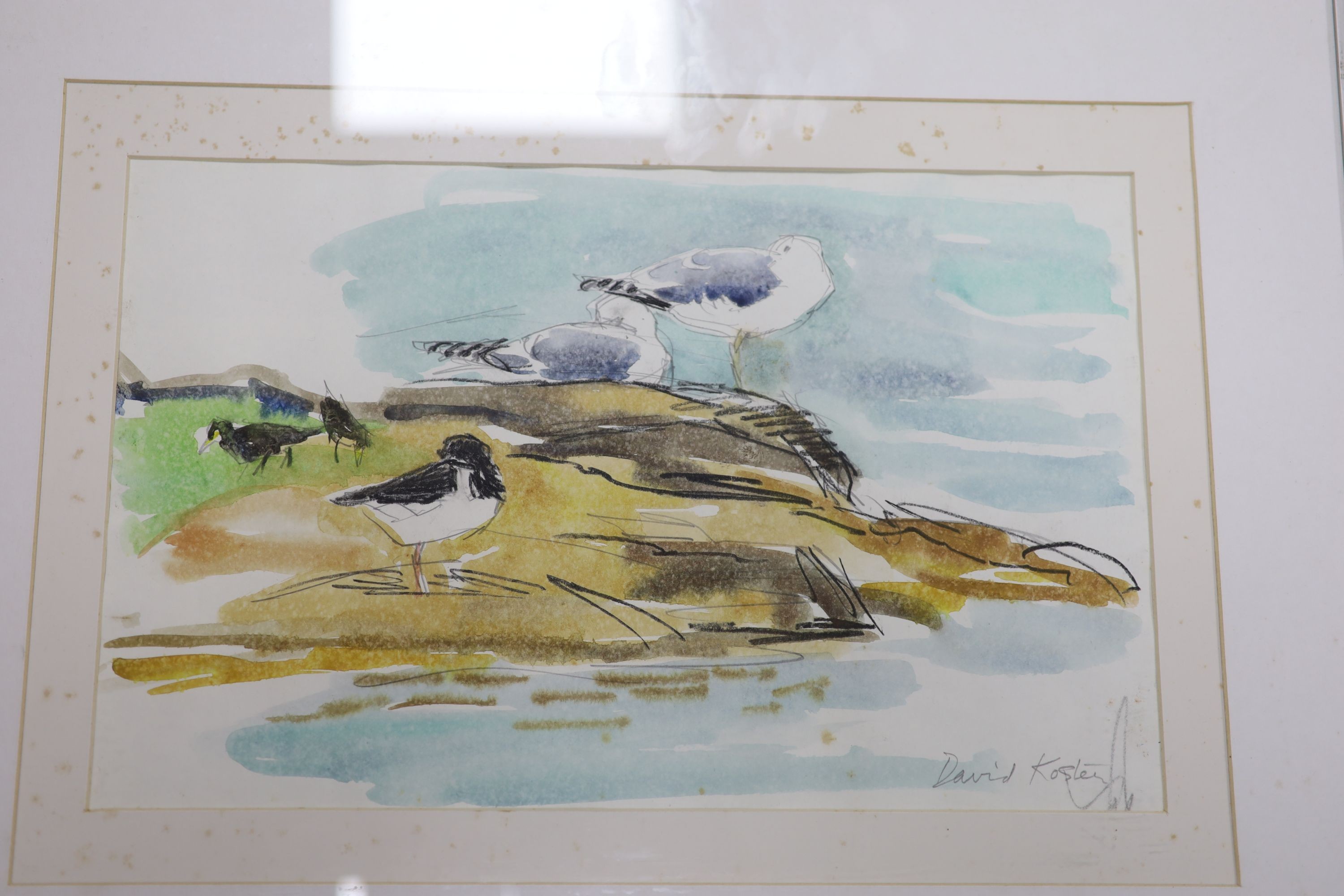 David Koster (1926-2014), charcoal and watercolour, gulls on the shoreline, signed, 25 x 39cm with three unframed prints by Koster of birds; lapwings, kingfisher and blackbird.